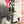 “Django” (続・荒野の用心棒), Original Japanese Speed Poster 1966, Towa First Release, Speed Size (c.26 × 75 cm) M120A