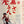 “Seven Guns for the MacGregors”, Original Japanese STB Tatekan 1967 (First Japanese Release), Rare, STB Size (c. 51 × 145 cm / 20 × 57 in) O402