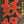 “100 Monsters” / 「妖怪百物語」, Original Japanese STB Theatrical Poster, First Release 1968, Kimiyoshi Yasuda / Daiei, Ultra Rare, STB Size (approx. 51 × 145 cm) T65