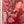 “Harakiri School Girls” (Rare Pink Variant), Original Japanese Makoto Aida Exhibition Poster 1999, B1 Size (73 × 103 cm) - Gallery
