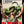 “Platoon” / 「プラトーン」, Original Japanese Movie Poster 1987, B2 Size (51 × 73 cm) ZA531